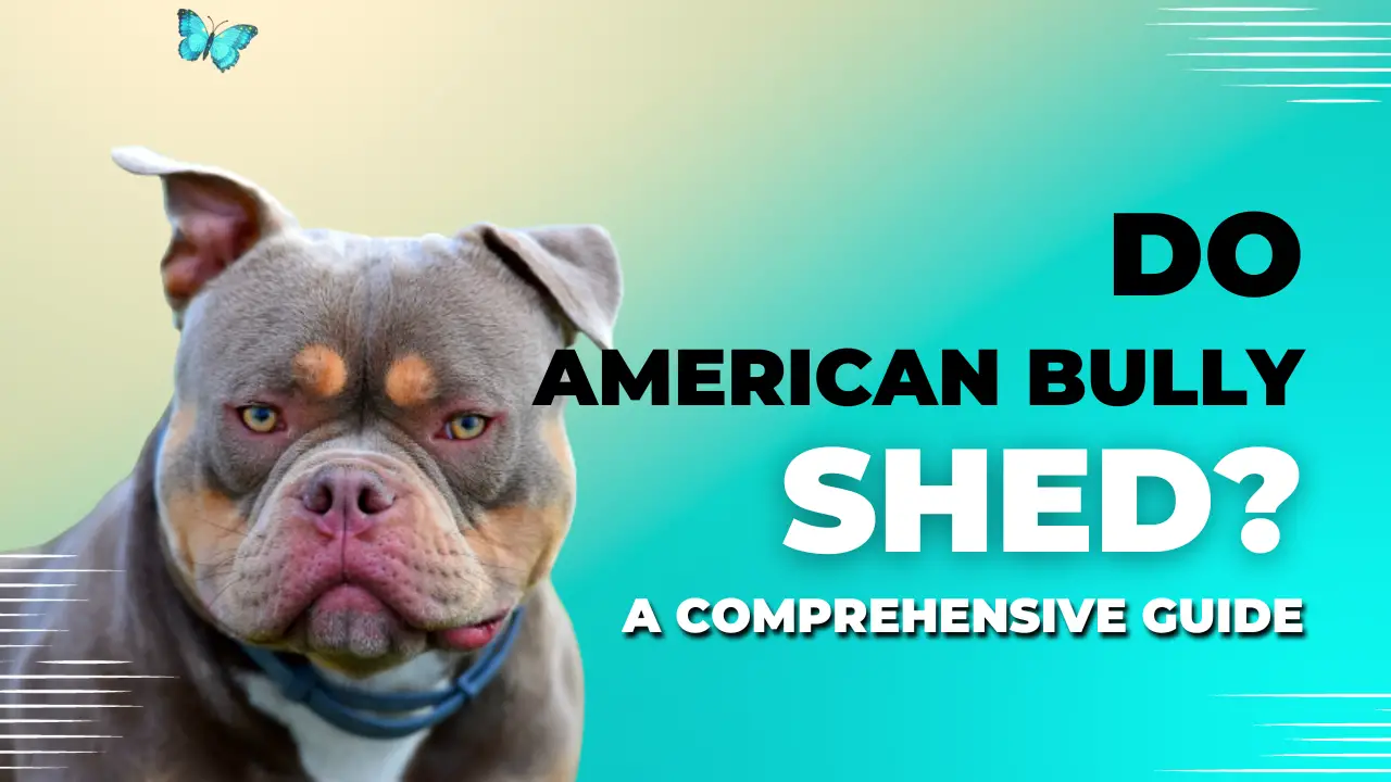 american bullies shed