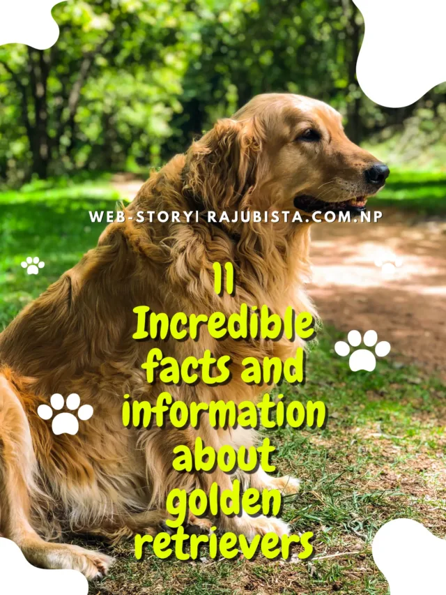 11 Incredible facts and information about golden retrievers