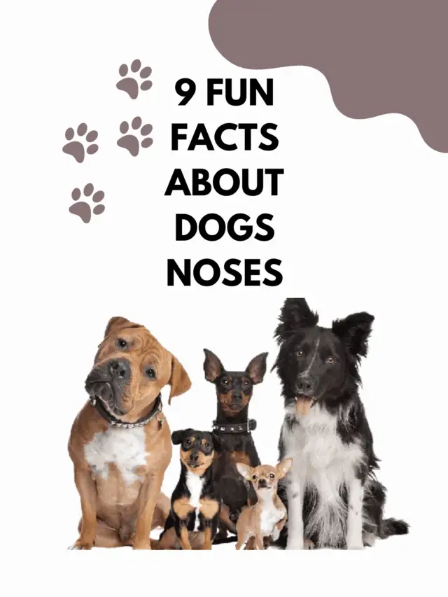 9 Fun facts About Dogs Noses