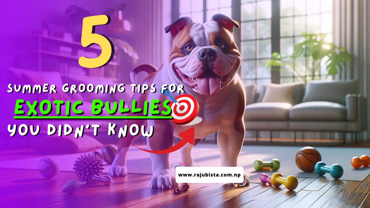 5 summer grooming tips for Exotic bullies